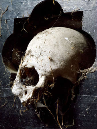 skull 2の写真素材