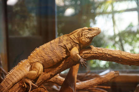 iguana cuban 