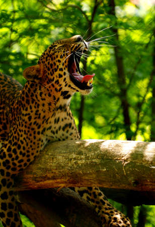 leopardの写真素材