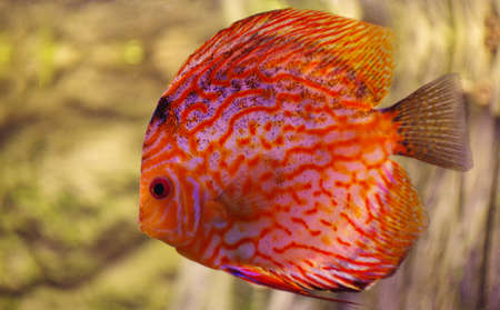Fish Discus red 