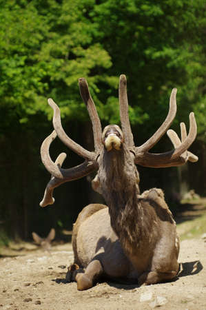 Deer Wapiti Siberian の写真素材