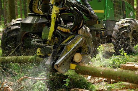 felling of the woodsの写真素材