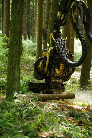 felling of the woods 2の写真素材