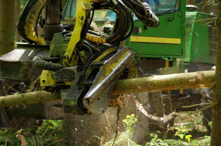 felling of the woods 4の写真素材