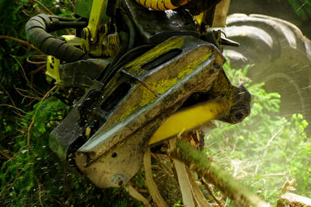 felling of the woods 7の写真素材