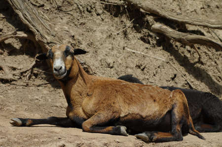 goat restingの写真素材