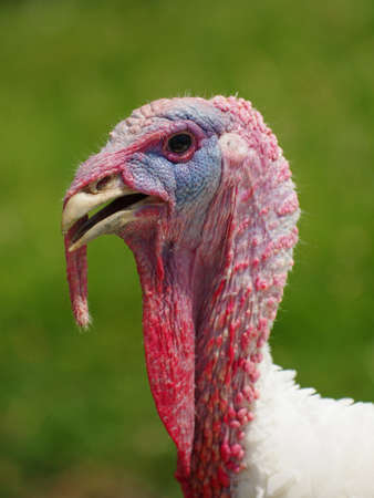 turkey white portraitの写真素材