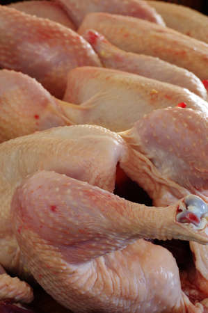 chickens raw 3の写真素材