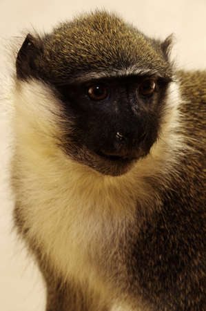 vervet monkey taxidermy 2