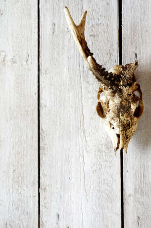 roe skull backgrounds 3の写真素材