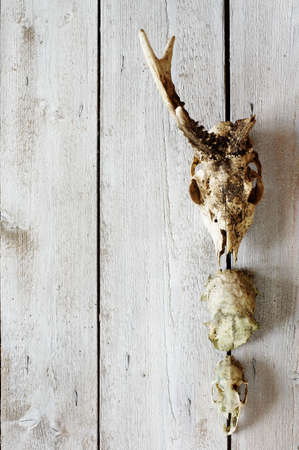 roe skull backgrounds 4の写真素材