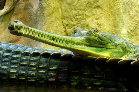 Indian gavials 6の写真素材