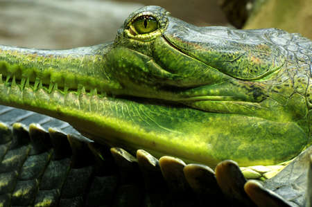 Indian gavials details