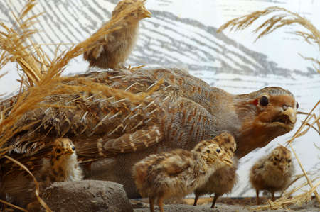 Partridge taxidermy exhibitの写真素材