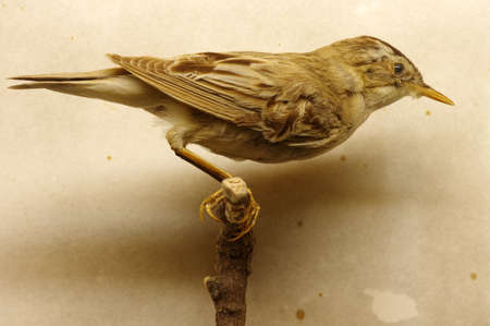 Saedge warbler taxidermyの写真素材