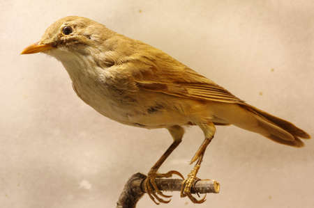 great reed warbler taxidermyの写真素材