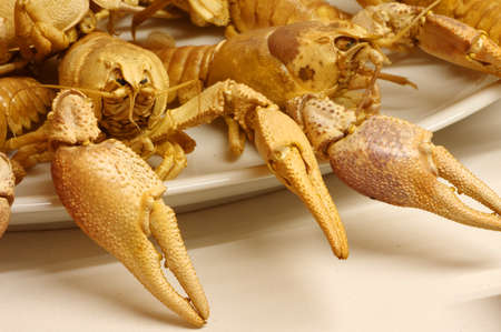 River crayfish taxidermyの写真素材