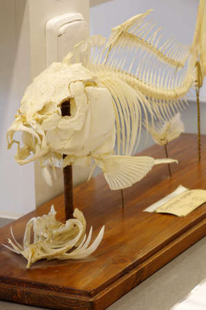 Carp skeleton