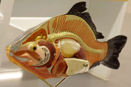 Carp fish anatomy animals