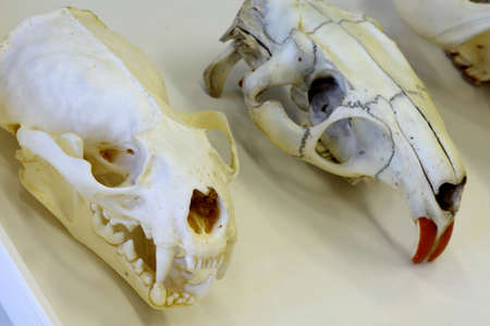 skull animals otter and coypuの写真素材