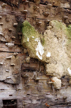 Old plaster building techniques building techniquesの写真素材