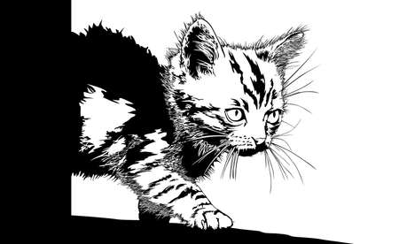 kitten illustration on white background.のイラスト素材