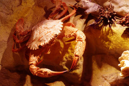 crab crustacean object taxidermyの写真素材