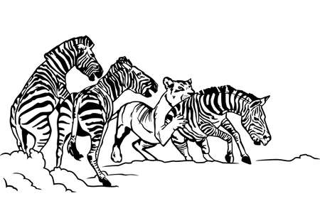 Lioness hunting zebra illustration.のイラスト素材