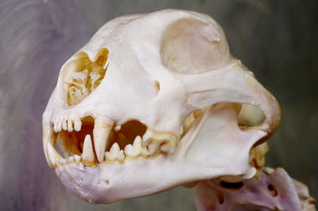cheetah skull animals themeの写真素材