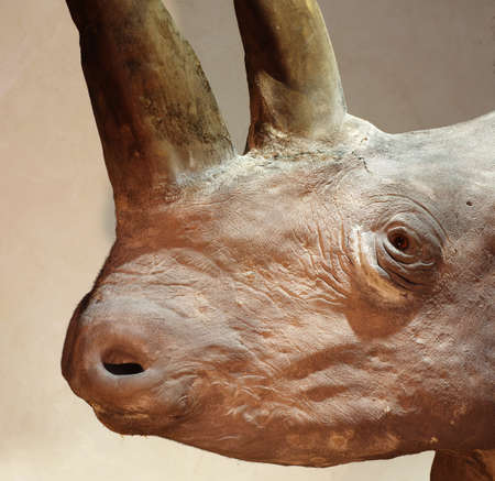 rhinos head taxidermy object detailの写真素材