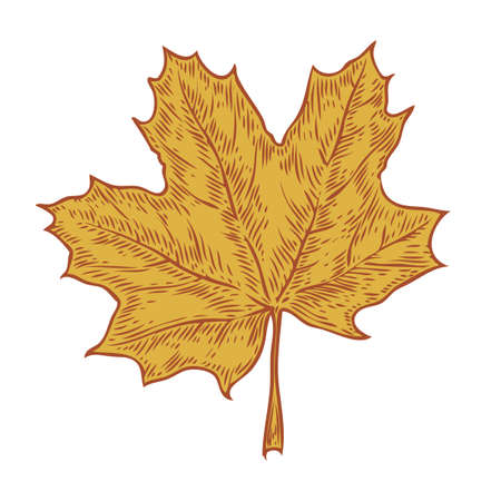 Vector autumn hand drawn leaf. Isolated vector engraved objects. Detailed botanical illustrations. Oak, maple, chestnut leaf sketch. Vintage retro fall seasonal decor.のイラスト素材