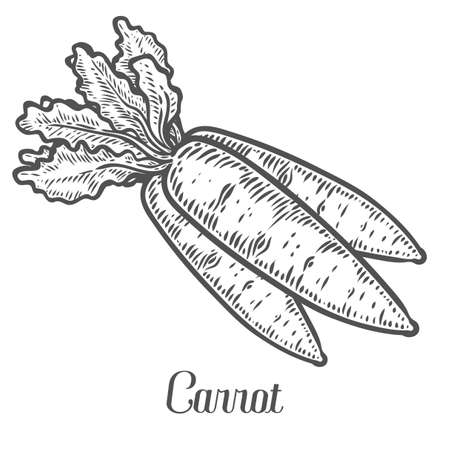 Carrot vector. Isolated on white background. Carrot food ingredient. Engraved hand drawn illustration in retro vintage style. Organic Food, sauce, dishes componentのイラスト素材
