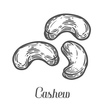 Cashew nut seed plant vector. Isolated on white background. Cashew butter food ingredient. Engraved hand drawn illustration in retro vintage style. Organic Food, cosmetics, treatment componentのイラスト素材