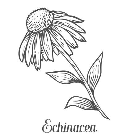 Echinacea flower, leaf, plant. Black isolated on white background. Organic nature medicinal ayurvedic herb. Hand drawn engraved sketch vector illustration.のイラスト素材