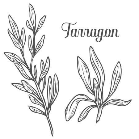 French tarragon, Artemisia dracunculus sativa vector hand drawn sketch illustration. Culinary herb for cooking, medical, gardening design. Organic product flavor ingredient for label, sign, iconのイラスト素材