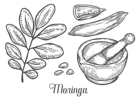 Moringa plant, leaf, seed with mortar and pestle. Moringa vintage sketch engraved hand drawn vector illustration. White background.のイラスト素材