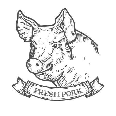 Pig head, Fresh pork organic meat. Hand drawn sketch in a graphic style. Vintage vector engraving illustration with ribbon for poster, web. Isolated on white backgroundのイラスト素材