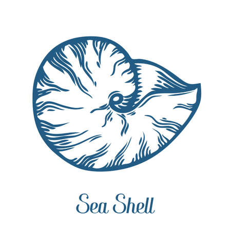 Seashell, sea shell, nature ocean aquatic underwater vector. Hand drawn marine engraving illustration on white backgroundのイラスト素材