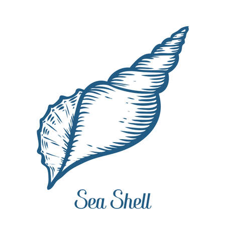 Seashell, sea shell, nature ocean aquatic underwater vector. Hand drawn marine engraving illustration on white backgroundのイラスト素材