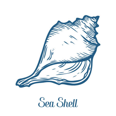 Seashell, sea shell, nature ocean aquatic underwater vector. Hand drawn marine engraving illustration on white backgroundのイラスト素材