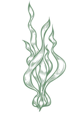 Spirulina superfood organic healthy dietary supplement. Hand drawn sketch vector illustration isolated on white background. Algae spirulina healthy ingredient for bioactive compounds and pillsのイラスト素材