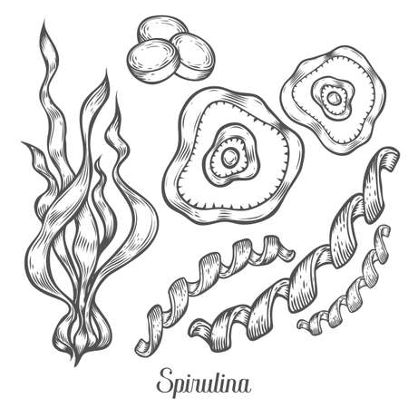 Spirulina superfood organic healthy dietary supplement. Hand drawn sketch vector illustration isolated on white background. Algae spirulina healthy ingredient for bioactive compounds and pillsのイラスト素材
