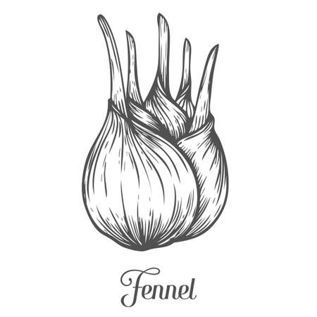 Fennel root plant. Hand drawn sketch vector illustration isolated on white. Spicy herbs. Fennel Doodle design cooking ingredient for food. Seasoning spice herb.のイラスト素材