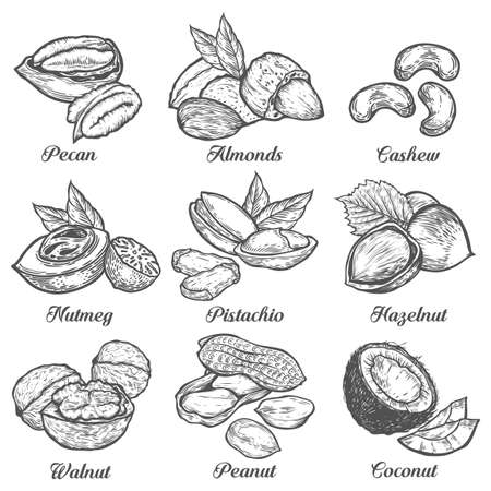Hazelnut, almond, walnut, peanut, coconut, pecan, pistachio, cashew, nutmeg seed vector. Isolated on white background. Nut milk, butter food ingredient. Engraved hand drawn illustration.のイラスト素材