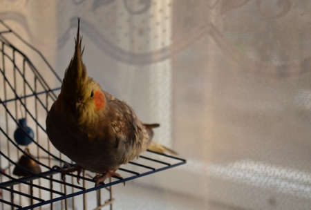 These cute, fun and funny animals.の写真素材