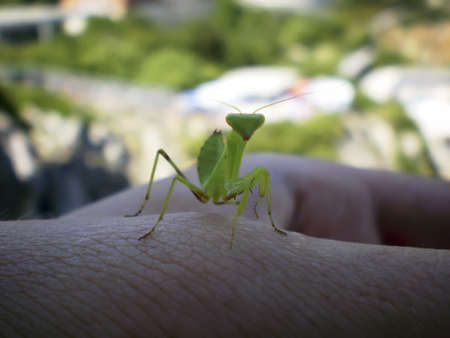 Bogomolov (Latin Mantodea)の写真素材
