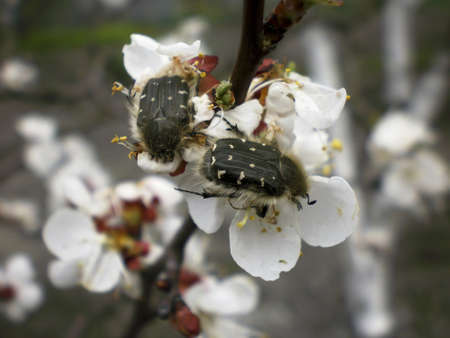 Flowers, insectsの写真素材
