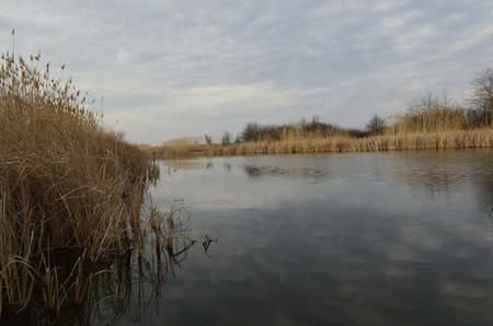 Swampの写真素材