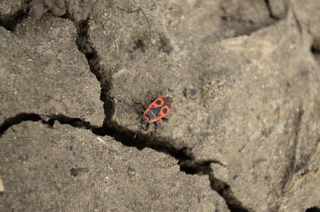 Insects