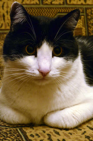Catsの写真素材